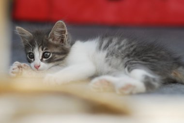 Beyaz ve gri küçük pisi kedi yerde yatarken ve sola arıyorsunuz