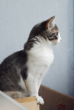 Karton kutu üzerinde oturan ve balkon vitrinlere bakıyor beyaz ve gri küçük yavru kedi