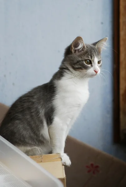 Gatinho branco e cinza sentado na caixa de papelão e olhando na janela da varanda — Fotografia de Stock