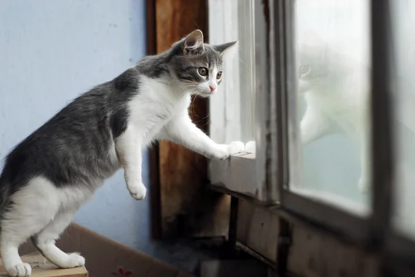 White and grey little kitty cat sitting on cardboard box and looking in balcony window