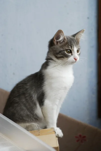 Gatinho branco e cinza sentado na caixa de papelão e olhando na janela da varanda — Fotografia de Stock