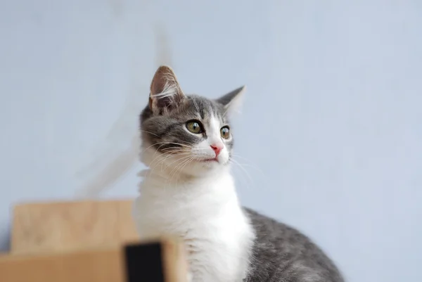 Gatinho branco e cinza sentado na caixa de papelão e olhando na janela da varanda — Fotografia de Stock
