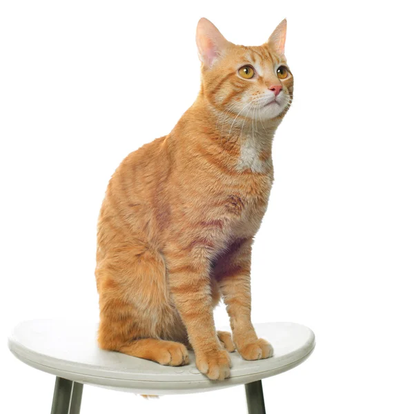 Красная кошка на белом фоне сидит на стуле — стоковое фото