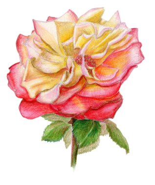 Sarı ombre çizilmiş gül