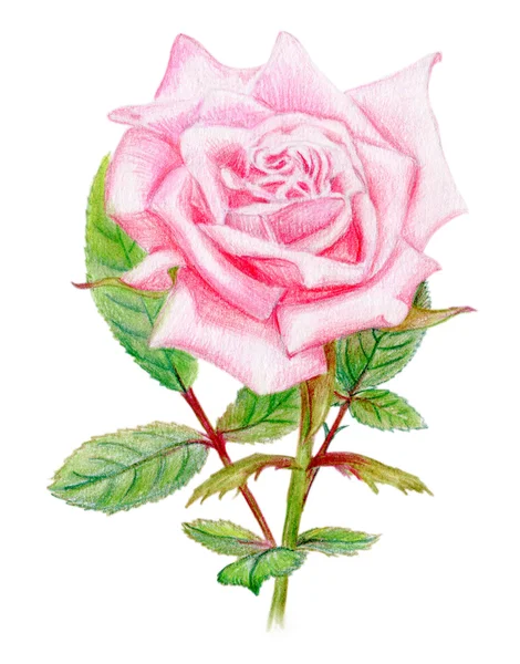 Handgezeichnete zartrosa Rose — Stockfoto