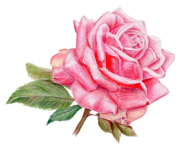 Handgezeichnete rosa Rose — Stockfoto