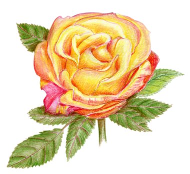 Sarı gül çizilmiş