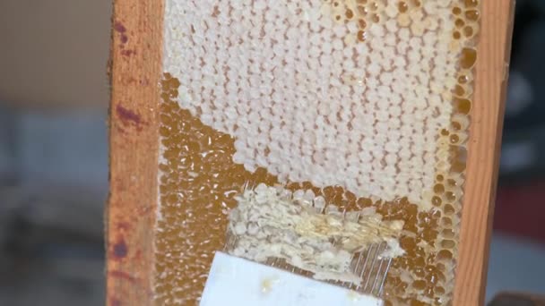 蜂の巣のスクレーパー ハニカムを印刷するために櫛で作業します 成熟した蜂蜜 新婚旅行の手順の準備 蜂蜜で満たされたハニカム — ストック動画