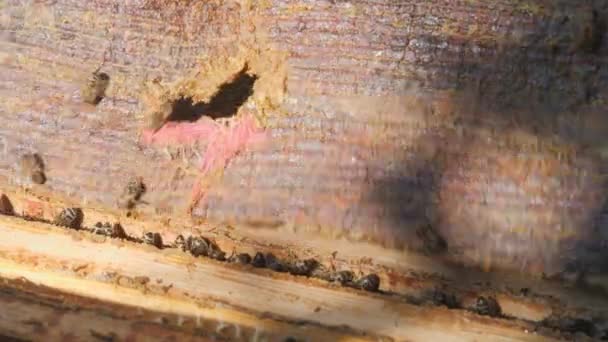 蜂の巣を開く 蜂蜜のフレームからキャンバスを削除します ミツバチが生息するフレームを示す開かれた巣箱の眺め 養蜂家は蜂蜜を採集する 養蜂の概念 — ストック動画