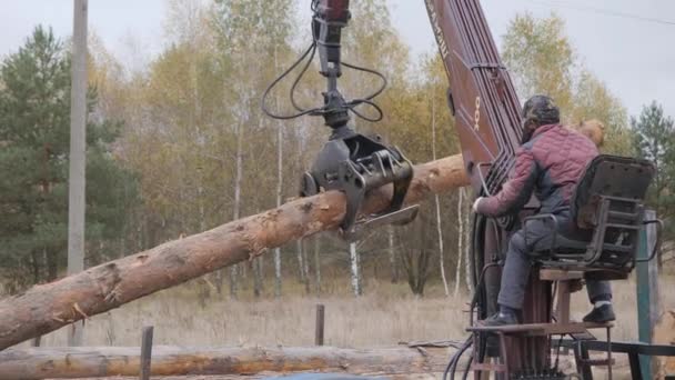 Avlastning Trä Med Frontlastare Byggmaterial Stockar Och Träsnitt Lossningsprocessen Råvara — Stockvideo
