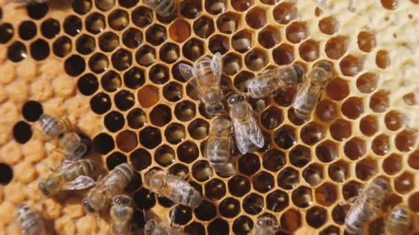 Bal peteği üzerinde çalışan arı sürüsü bal ve nektar taşır. Arıların yakın iletişimi, arı sohbeti. — Stok video
