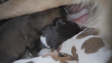 Yavru köpekler yiyecek arar ve onun için savaşır. Yavru köpeklerin doğal beslenmesi..