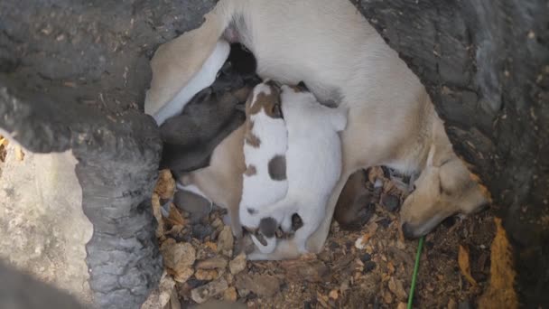 Los perros bebés buscan comida y luchan por ella. Alimentación natural de perros bebé. — Vídeos de Stock