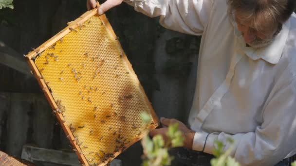 Ένας άντρας με μούσι, μελισσοκόμος, στο μελισσοκομείο. Μελισσοκόμος που δουλεύει συλλέγει μέλι. Έννοια μελισσοκομίας. — Αρχείο Βίντεο