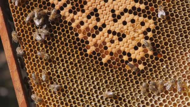 Larvas de abejas en el panal. Enjambre de abejas que trabajan en un panal lleva miel y néctar. La comunicación estrecha de las abejas, la conversación de abejas. — Vídeo de stock