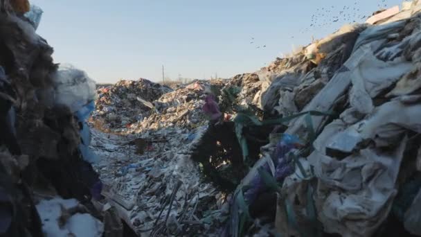 Scarto di rifiuti domestici. Disastri ambientali. — Video Stock