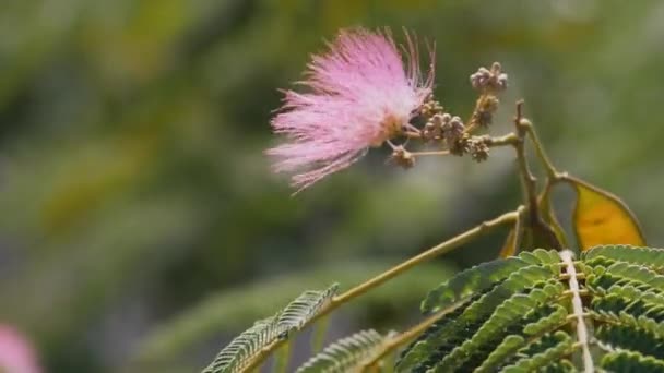 Flor de Albizia Seda o acacia lenkorana. Flor rosa se balancea en el viento. — Vídeo de stock