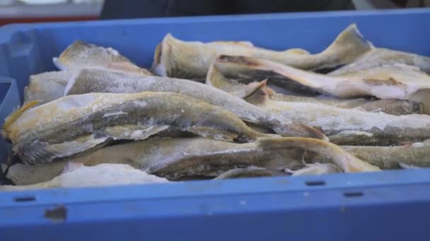 Handel med frysta marina produkter. Fryst fisk i brickor. — Stockvideo