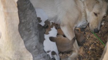 Yavru köpekler yiyecek arar ve onun için savaşır. Yavru köpeklerin doğal beslenmesi..