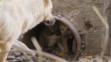 Yavrular kanalizasyon borusunun içinde. Şehir ortamında başıboş köpek yavruları.
