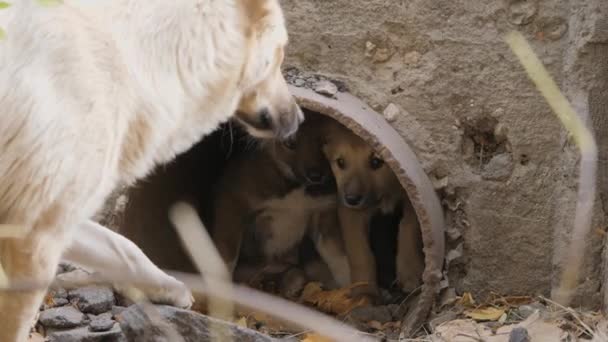 Puppies inside a drainpipe. Stray puppies in an urban environment. — Stock Video