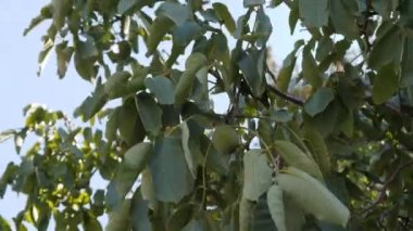 Dala asılı ceviz meyveleri.