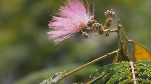 학명은 Albizia Silk 또는 Lenkoran acacia 이 다. 분홍빛 꽃 이 바람을 타고 날아가다. — 비디오