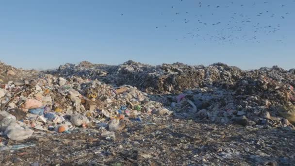24.家庭废物的排放。环境灾难. — 图库视频影像