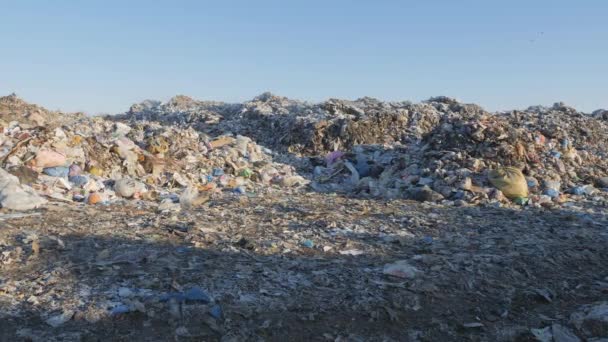 Vertido de residuos domésticos. Desastre ambiental. — Vídeos de Stock