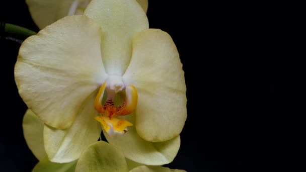 Orkidé blommor på en svart bakgrund. Stilleben fotografering. — Stockvideo