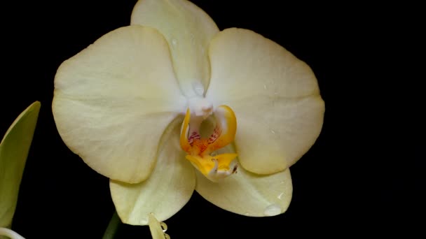 Flores de orquídea em um fundo preto. Fotografia de vida morta. — Vídeo de Stock