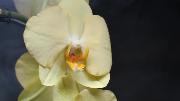 Orkidé blommor på en svart bakgrund. Stilleben fotografering. — Stockvideo