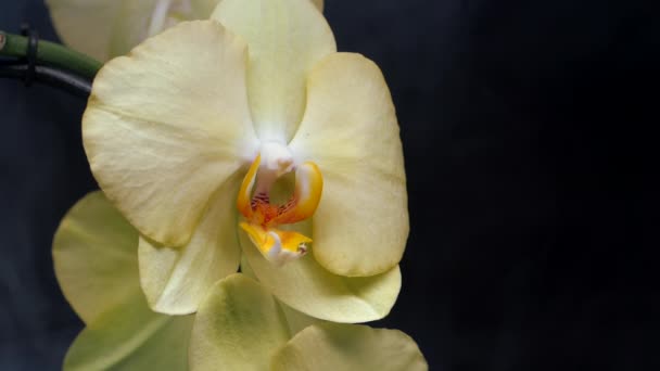 Orchidej květiny na černém pozadí. Fotografie zátiší. — Stock video