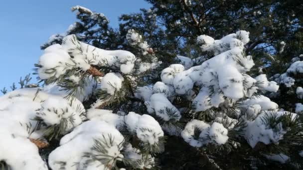 雪地下的松树枝条.野生动物、霜冻、冬季. — 图库视频影像