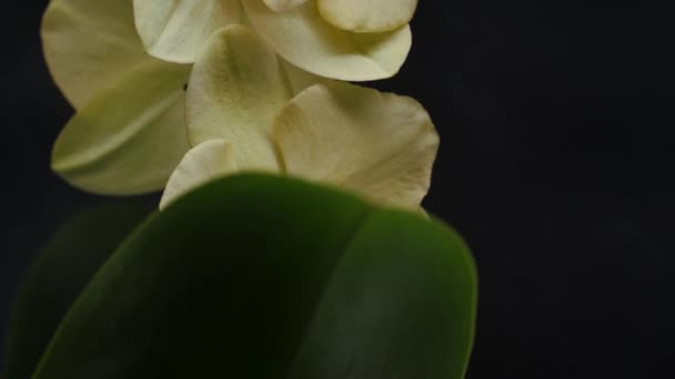 Orchidej květiny na černém pozadí. Fotografie zátiší. — Stock video