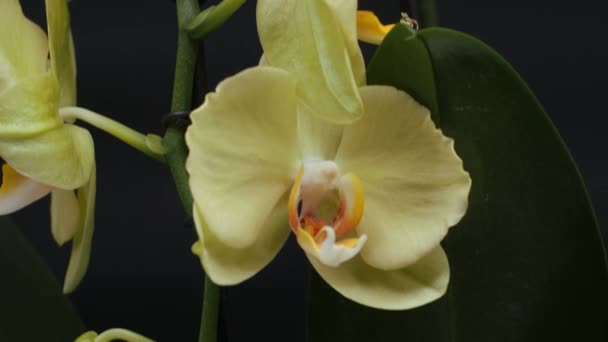 Flores de orquídea em um fundo preto. Fotografia de vida morta. — Vídeo de Stock