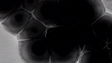 Sıvı soyutlamalar. Siyah Arkaplanda Mürekkep Düşüyor