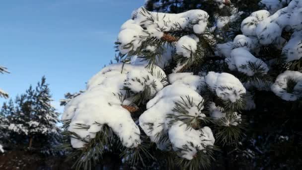 雪地下的松树枝条.野生动物、霜冻、冬季. — 图库视频影像
