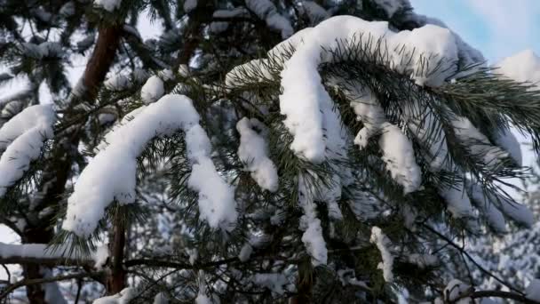 Сосновые ветки под снегом. Дикая жизнь, жара, зима. — стоковое видео