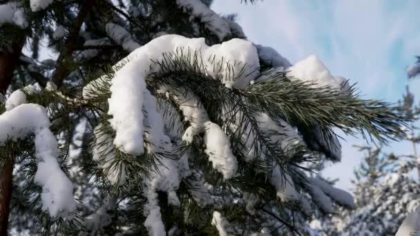 Des branches de pin sous la neige. Faune, gel, hiver. — Video