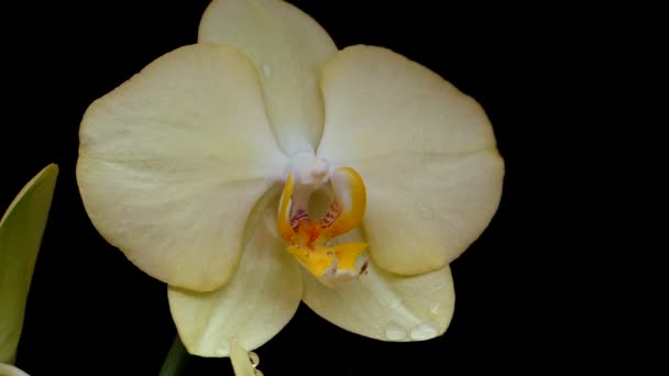 Flores de orquídea sobre un fondo negro. Fotografía de naturaleza muerta. — Vídeo de stock