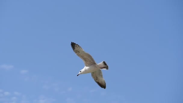 Gabbiano in volo contro il cielo blu. — Video Stock