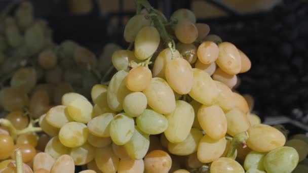 Traubenanpflanzung. Weinlese. Weinprobe. — Stockvideo