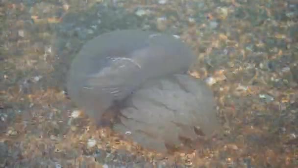 Медуза з Азовського моря під час сезону розмноження. — стокове відео