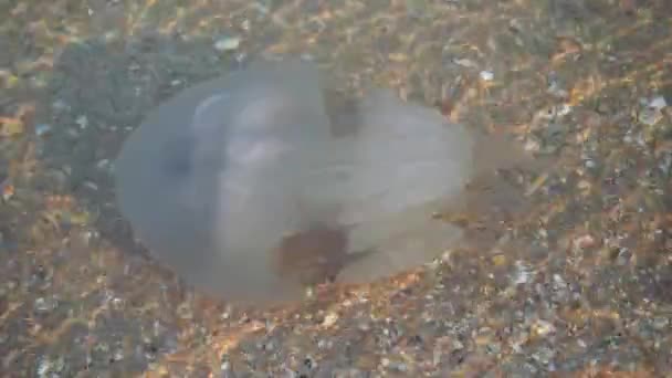 Jellyfish of the Sea of Azov during the breeding season. — Stock Video