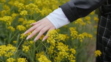 Kadınların elleri nazikçe sarı çiçeklerin tepelerini okşar..