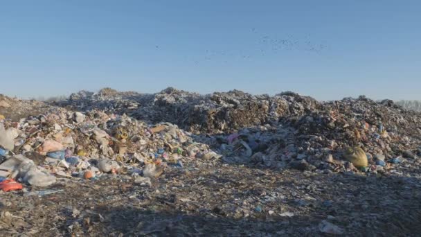 Vertido de residuos domésticos. Desastre ambiental. — Vídeos de Stock