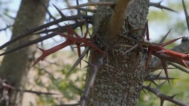 Çiviler. Bir akasya ağacının gövdesi büyük koruyucu dikenlerle kaplıdır..