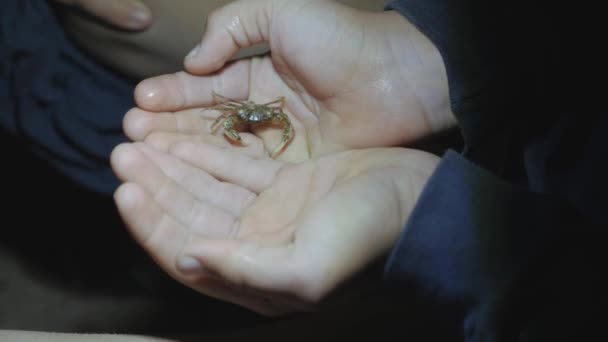 Petit crabe de mer sur les paumes des mains des enfants. — Video