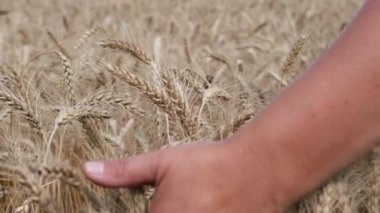 Çavdar. Kulakların üst kısmını elle okşar..